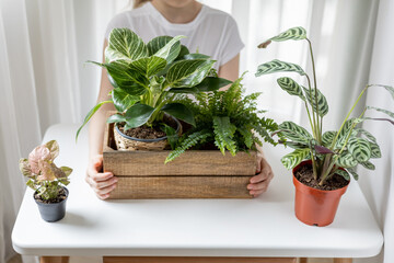 Girl's hands holding wooden box with indoor plants. Home gardening, houseplant delivery.