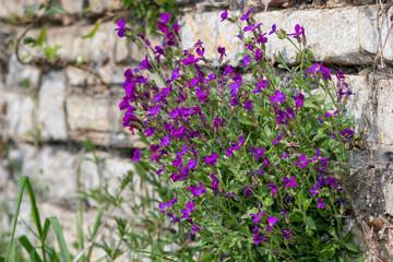 Obraz premium Lilacbush (aubrieta deltoidea) flowers in bloom