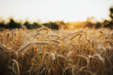 The field of wheat on the countryside. Beautiful sunset over the golden field.