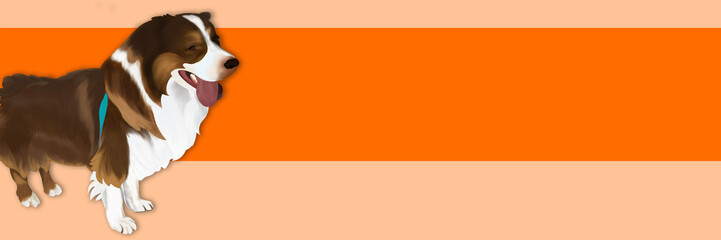 Australian Shepherd, Chien Berger Australien, chien long poiles, fond orange