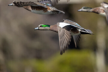 American Wigeons in Flight on a Sunny Spring Day