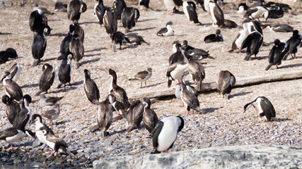 Penguin colony on Beagle channel, Argentina wildlife
