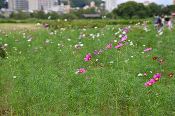 公園に咲く白とピンクのコスモス花壇