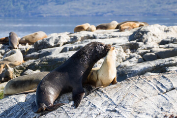 South American sea lion colony on Beagle channel