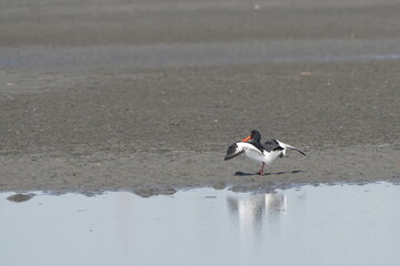 oystercatcher in the seashore