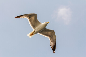 A white seagull flying in the air