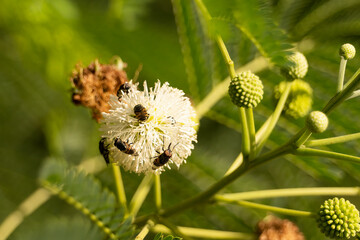 Small hover flies on a mimnosa pigra flower which is considered a noxious week in Queensland, Australia.