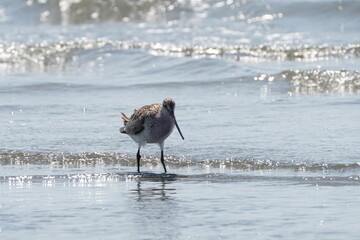 trek sandpiper in the seashore