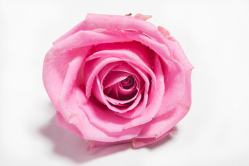 delicate pink rose bud on a white background close-up