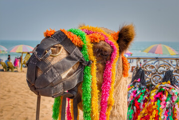 camel on the beach