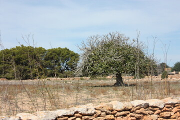 arid dry panorama of a meadow field in formentera with fig trees