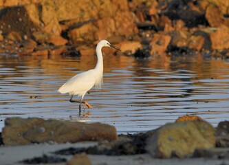 Egret fishing at seaside in Brittany - France
