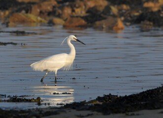 Egret fishing at seaside in Brittany - France