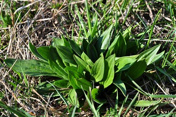 Fototapeta premium Plantain is a flowering plant with green leaves. Plantain is a perennial herbaceous plant of the plantain family. Plantain is lanceolate. Ribbed plantain.
