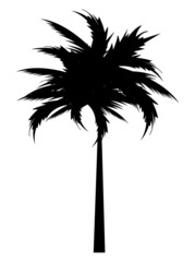 leafy tree palm silhouette