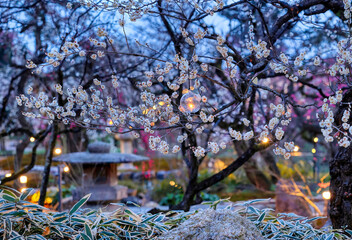 京都、北野天満宮の花の庭