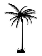 tree palm black silhouette