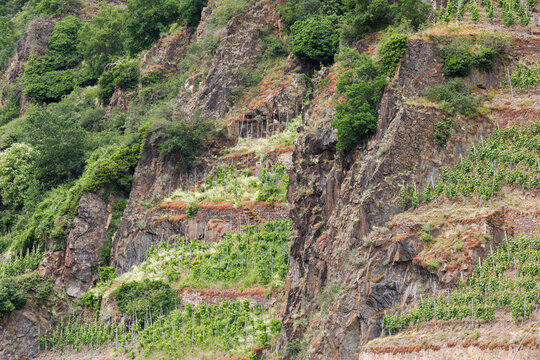 Weinberg am steilen Hang der Mosel, zum Teil brachgefallen, mit hervorstehenden Felsen bei Valvig in Rheinland-Pfalz, Deutschland. Steillage.