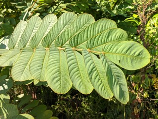 ketepeng leaves (Senna alata) in tropical nature south borneo