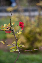Red Flower