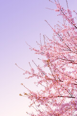Beautiful spring flower cherry blossoms, Sakura Flower With Beautiful Nature Background