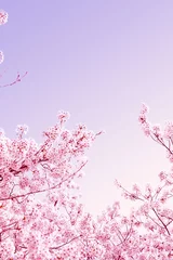 Foto auf Acrylglas Beautiful spring flower cherry blossoms, Sakura Flower With Beautiful Nature Background © LHG