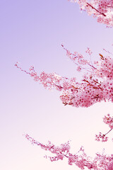 Obraz premium Beautiful spring flower cherry blossoms, Sakura Flower With Beautiful Nature Background