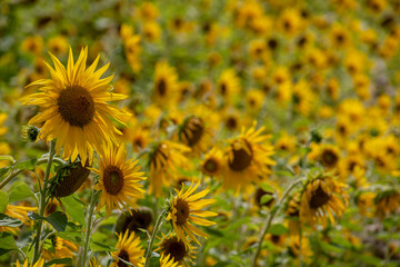 Sonnenblumen (Helianthus annuus), Sonnenblumenfeld