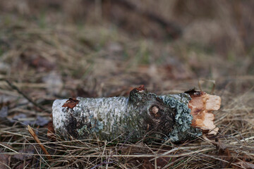 birch tree old log on the dry grass in forest as a natural background