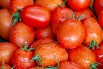 Tomaten, Roma-Tomaten mit Regentropfen