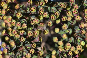 Euphorbia'Black Bird' flowers. Euphorbiaceae plants. Yellow-green flowers bloom in April.