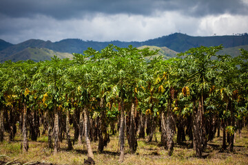 Fototapeta na wymiar View of a papaya cultivation and the majestic mountains at the region of Valle del Cauca in Colombia