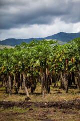 Fototapeta na wymiar View of a papaya cultivation and the majestic mountains at the region of Valle del Cauca in Colombia