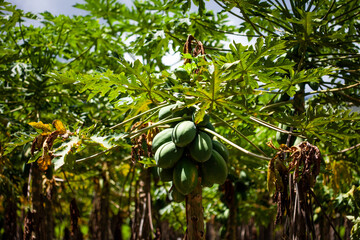 Papaya cultivation at the region of Valle del Cauca in Colombia