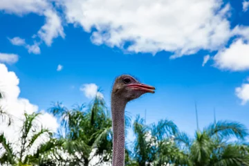 Fotobehang Beautiful ostrich under a blue sky during a sunny day © anamejia18