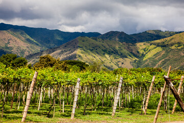Obraz premium View of a grapes cultivation and the majestic mountains at the region of Valle del Cauca in Colombia