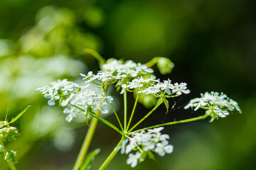 野原に咲く白いシャクの花
