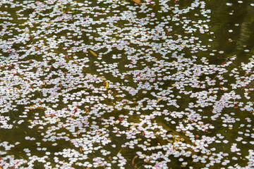 湖面を覆い尽くす散った桜の花