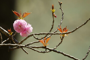 様々な種類の桜