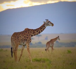 Naklejka na ściany i meble Giraffe in the Wild in Kenya