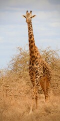 Giraffe in the Wild in Kenya