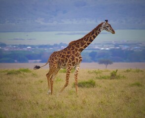 Giraffe in the Wild in Kenya