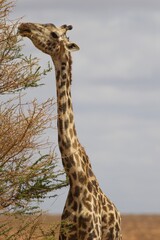 Obraz premium Giraffe in the Wild in Kenya