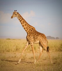 Giraffe in the Wild in Kenya