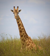 Giraffe in the Wild in Kenya