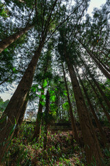 山に生えている松の木々