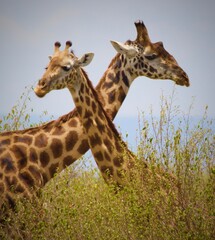 Giraffe in the Wild in Kenya