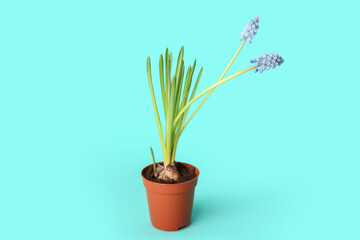 Pot with blooming grape hyacinth plant (Muscari) on turquoise background