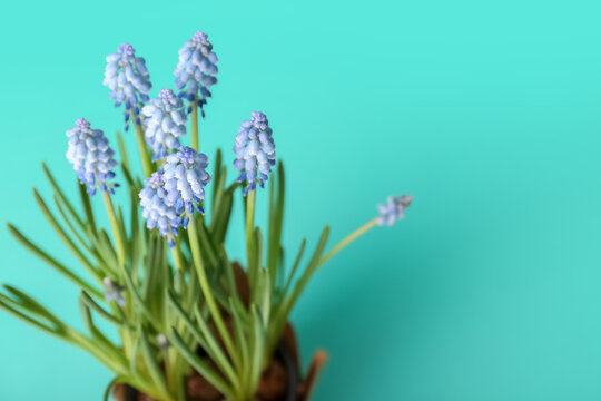 Blooming grape hyacinth plant (Muscari) on turquoise background