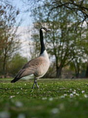 country goose on the grass